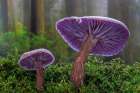 USA- Washington State- Seabeck. Western amethyst laccaria mushroom close-up. Art Print